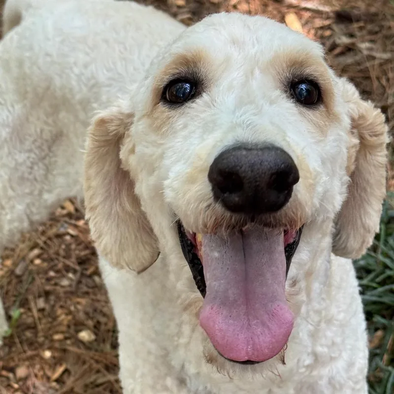A senior large-sized male Poodle dog named Gouda for adoption in Decatur, GA