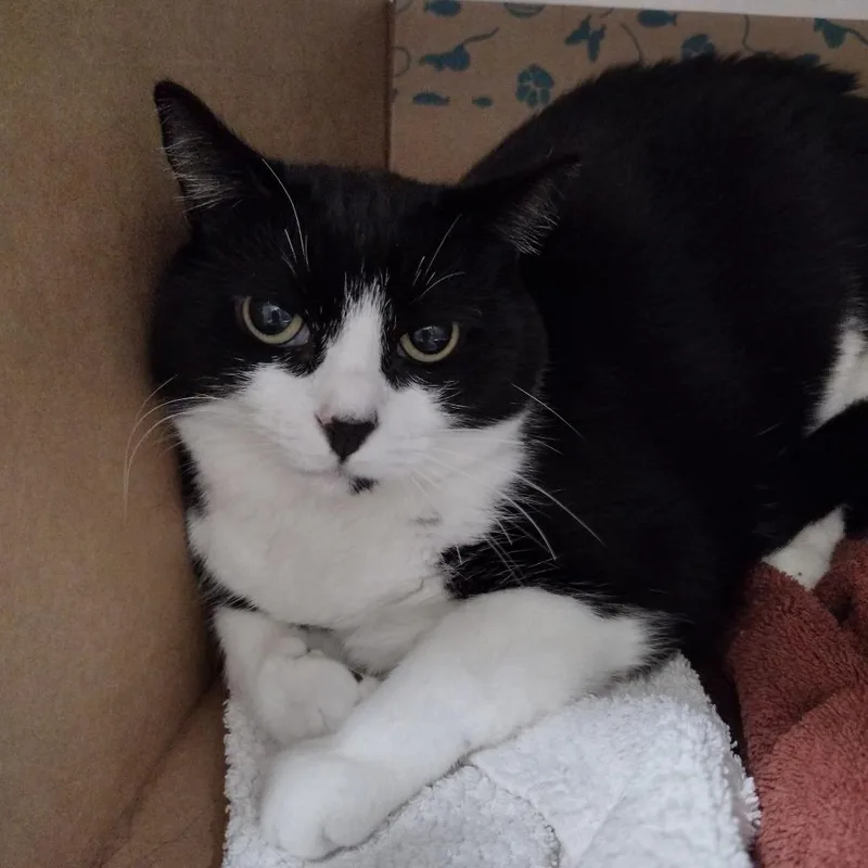 An adult medium-sized female Black Domestic Short Hair cat named Hedy for adoption in Santa Barbara, CA