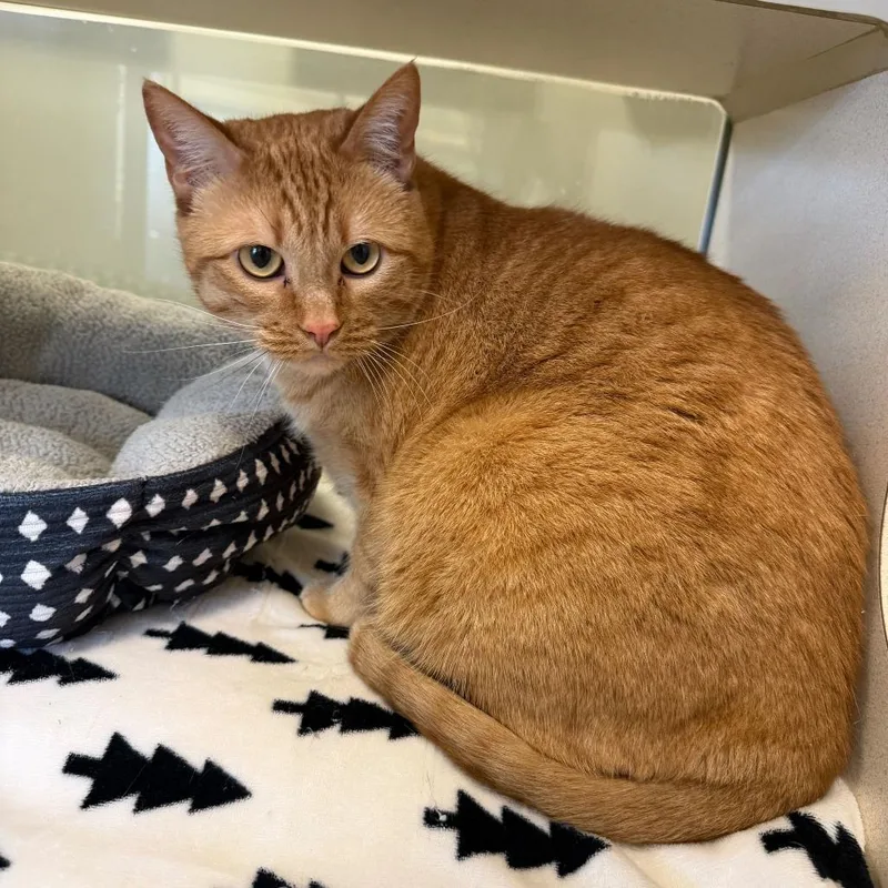 An adult extra large-sized male Orange / Red Domestic Short Hair cat named Gizmo for adoption in Rifle, CO