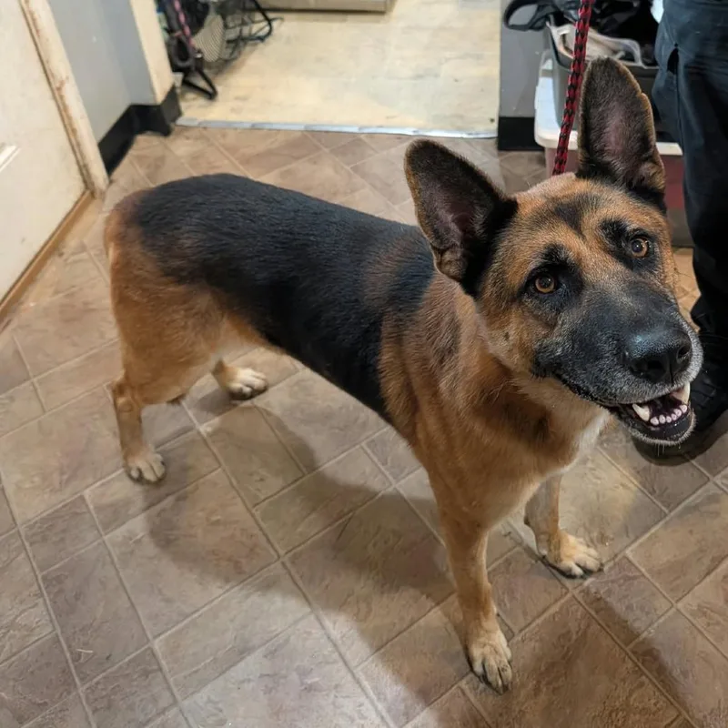 An adult large-sized male Red / Chestnut / Orange German Shepherd Dog dog named Hefner for adoption in Boaz, AL