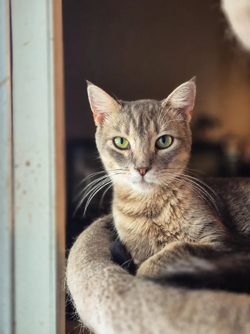 An adult medium-sized female Domestic Short Hair cat named Honolulu for adoption in Clymer, PA