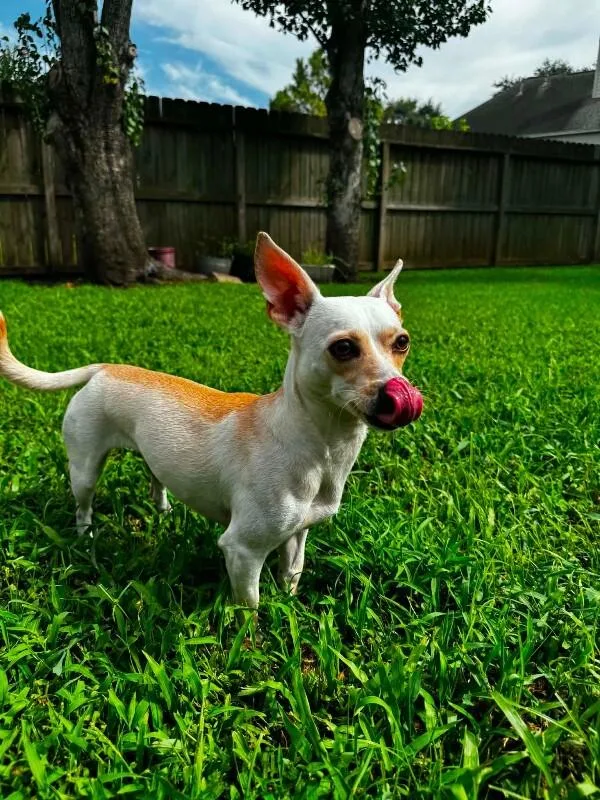 Little Pearl