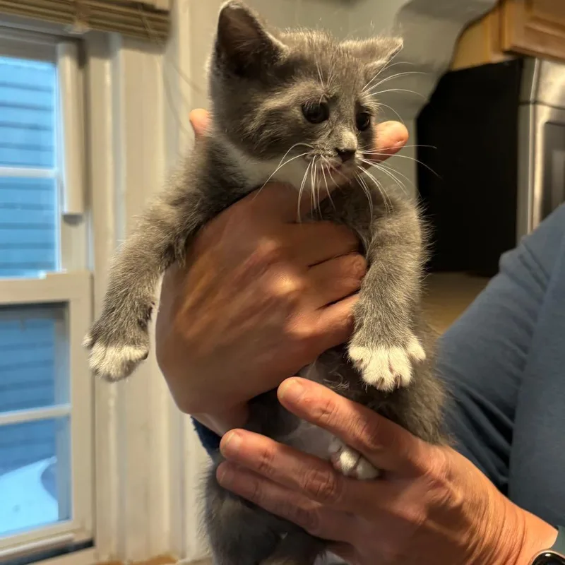 A baby small-sized male Domestic Short Hair cat named Tommy for adoption in Monroe, MI