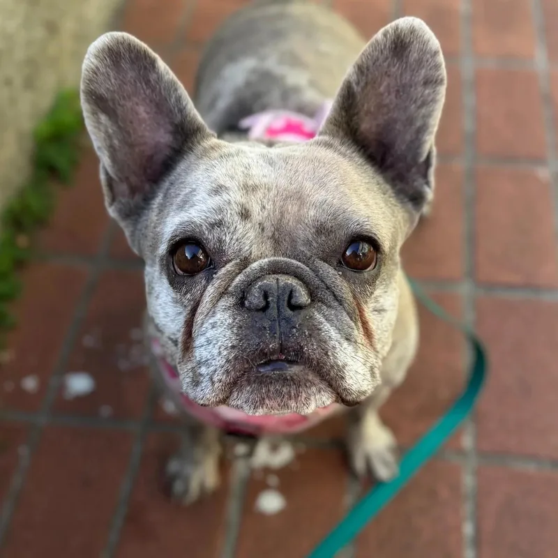 An adult medium-sized female French Bulldog dog named Quinn for adoption in San Francisco, CA