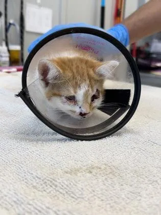 A young small-sized male Domestic Short Hair cat named Bloodshot for adoption in Lafayette, IN