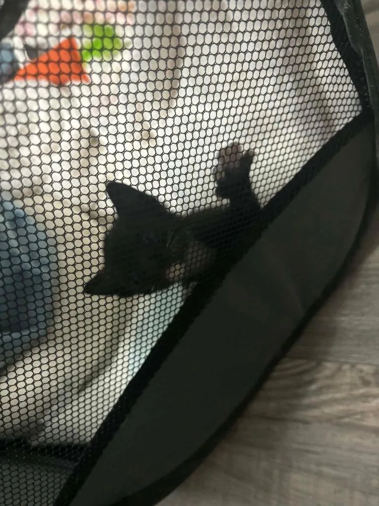 A baby medium-sized male Domestic Short Hair cat named Onyx Tux for adoption in Tampa, FL