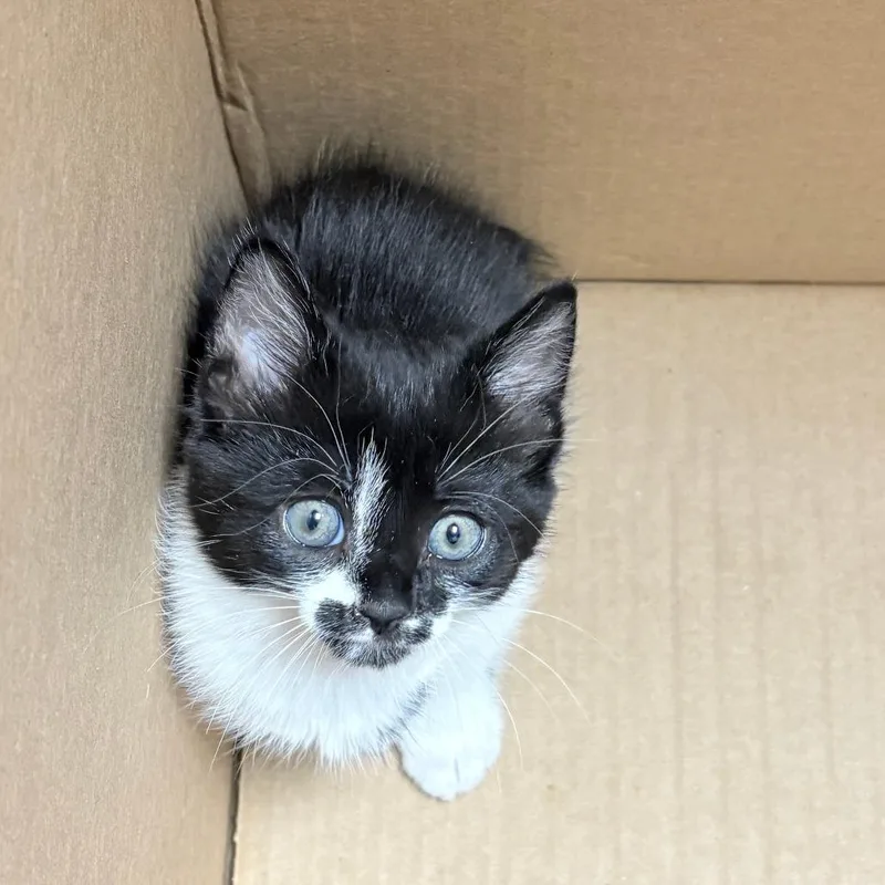 A baby small-sized female Black Domestic Short Hair cat named Dopey for adoption in Philadelphia, PA