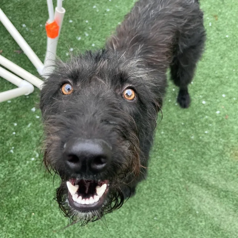 A young medium-sized female Black Mixed Breed dog named Pepper for adoption in Brockton, MA