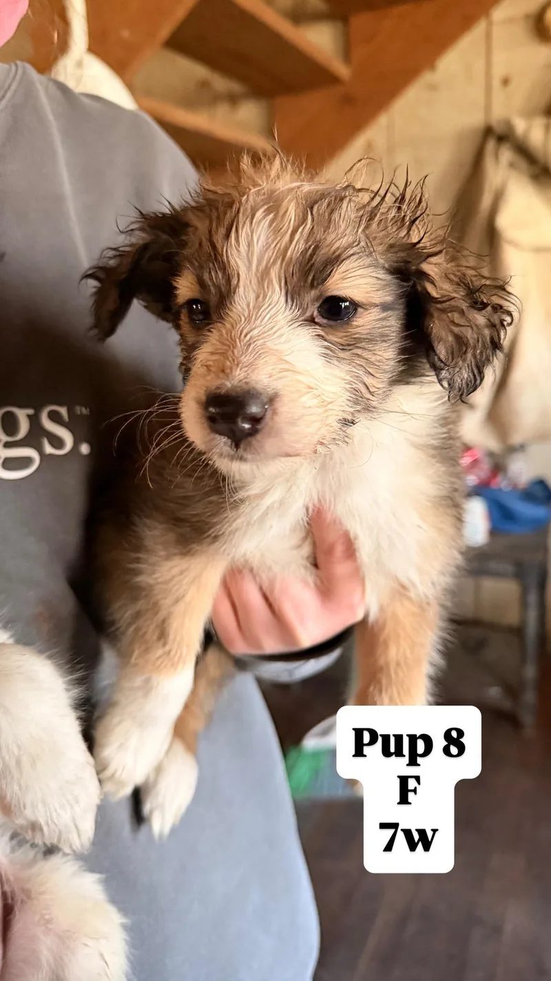 Sally's Pups thumbnail 3