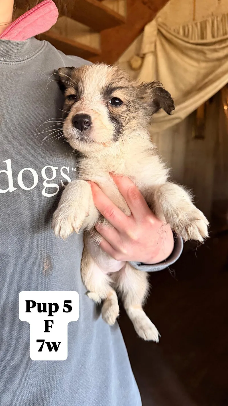 Sally's Pups thumbnail 4