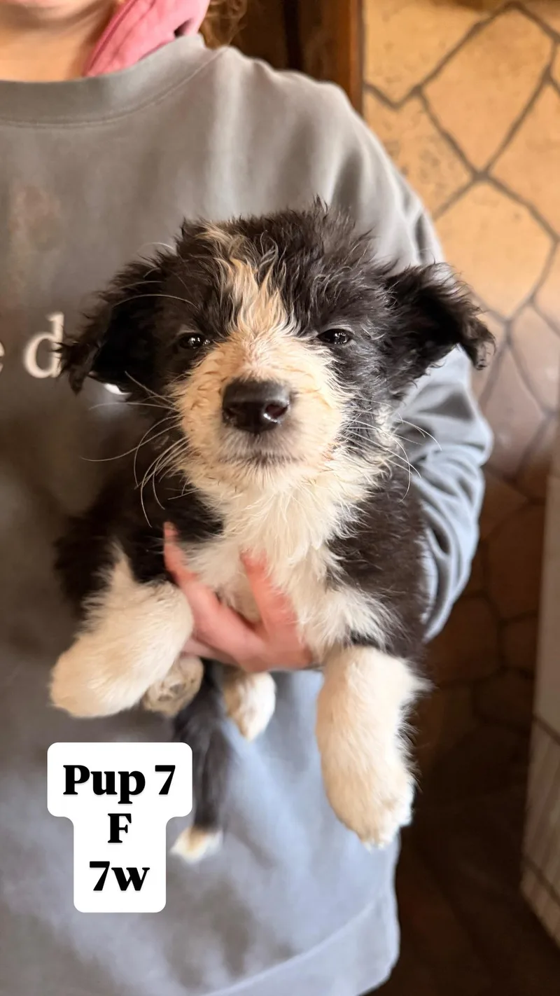 Sally's Pups thumbnail 5