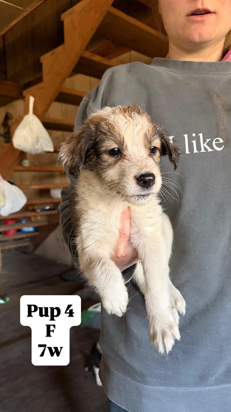 Sally's Pups thumbnail 6