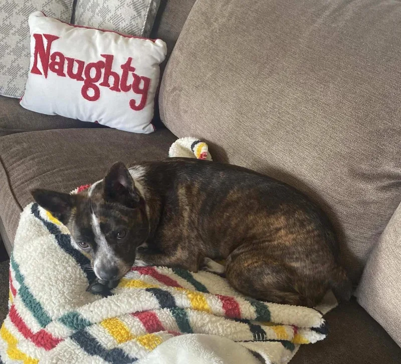 An adult small-sized female Boston Terrier dog named Ahsoka for adoption in Stagecoach, NV