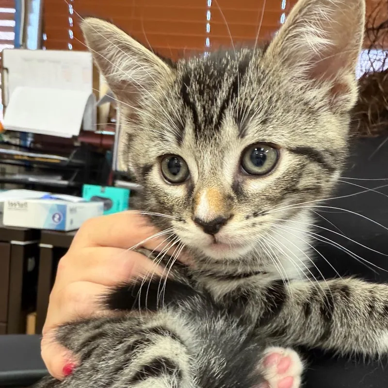A baby small-sized male Brown / Chocolate Domestic Short Hair cat named Teddy for adoption in Birmingham, AL