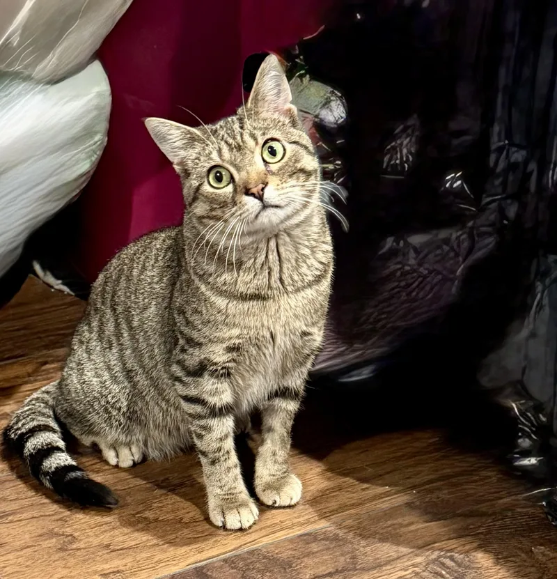 A baby medium-sized male White Domestic Short Hair cat named Duke Purrington for adoption in Staten Island, NY