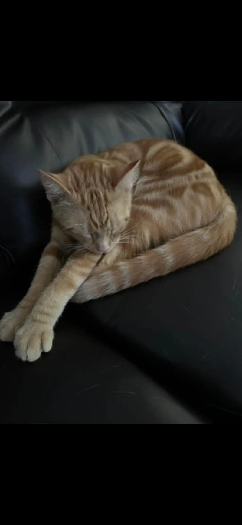 An adult medium-sized female Orange / Red Domestic Short Hair cat named Zara for adoption in Logan, OH