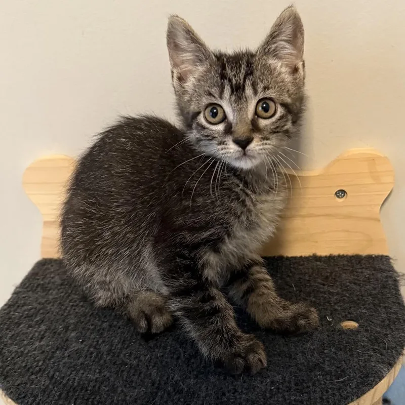 A baby small-sized female Gray / Blue / Silver Domestic Short Hair cat named Stephy for adoption in Franklin, TN