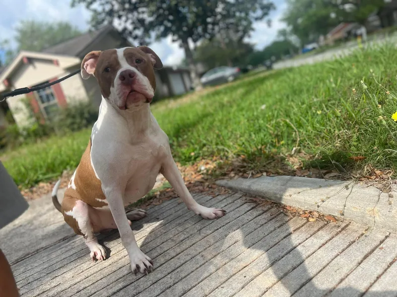 An adult large-sized male Brown / Chocolate Pit Bull Terrier dog named Sunny for adoption in Mooresville, NC