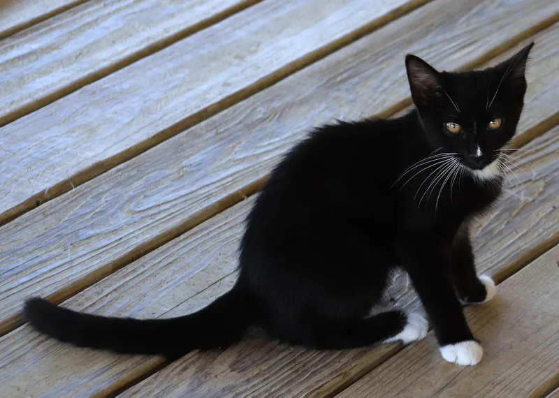 A baby medium-sized female Domestic Short Hair cat named Daisy for adoption in North Fort Myers, FL