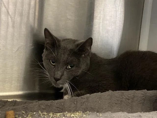A young medium-sized male Domestic Short Hair cat named Henrik for adoption in Tustin, CA