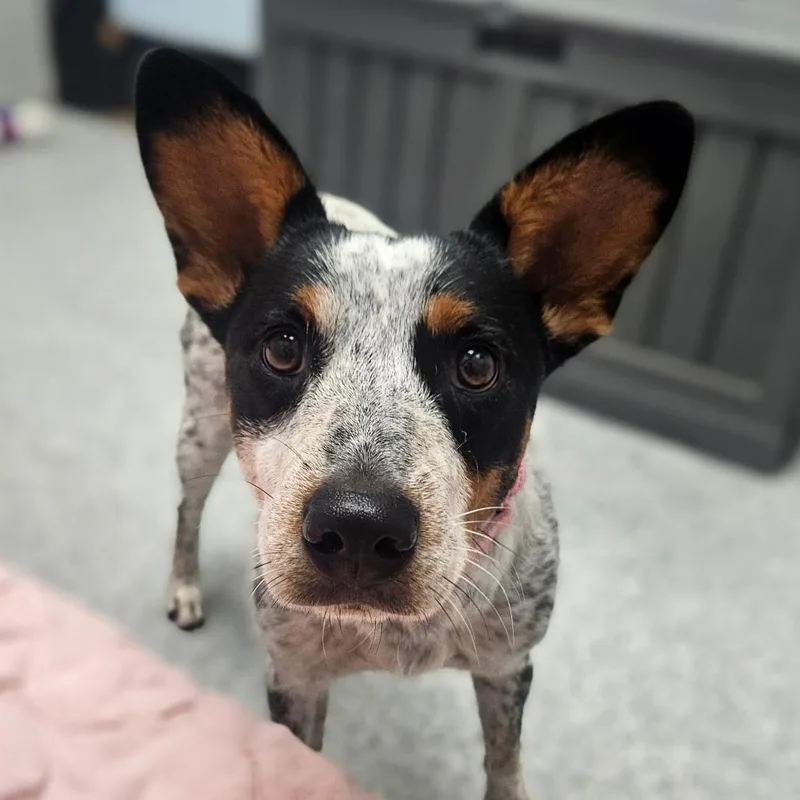 An adult medium-sized female Merle (Blue) Australian Cattle Dog / Blue Heeler dog named Rita for adoption in Monticello, IA