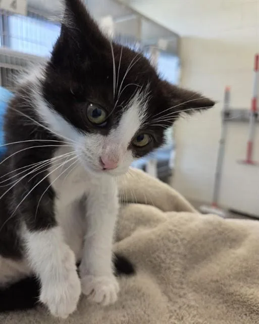 A baby small-sized male Domestic Long Hair cat named Grindelwald for adoption in Brighton, CO