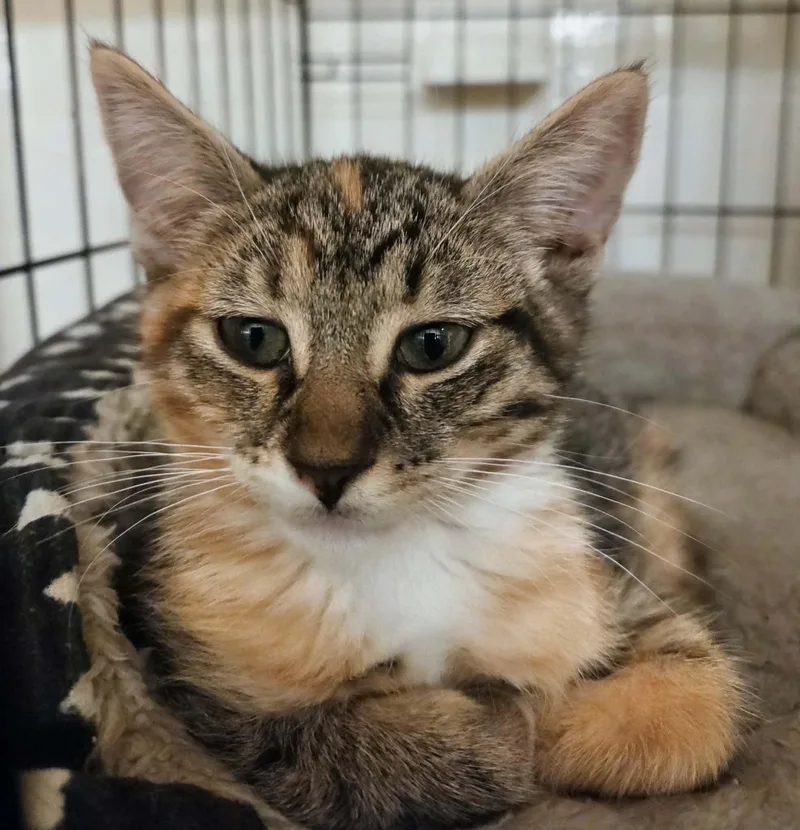 A baby medium-sized female Torbie cat named Penny for adoption in Tehachapi, CA