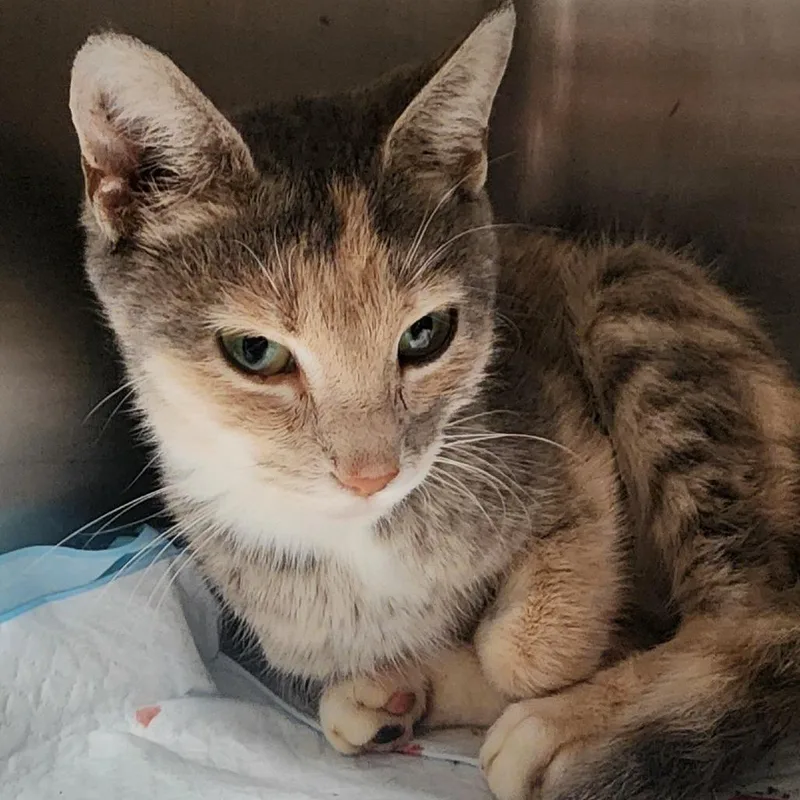 A young small-sized female Calico Domestic Short Hair cat named Isabella for adoption in Evensville, TN
