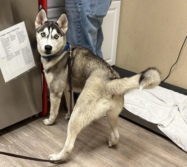 A young medium-sized female Siberian Husky dog named Jubilee for adoption in Oceanside, CA