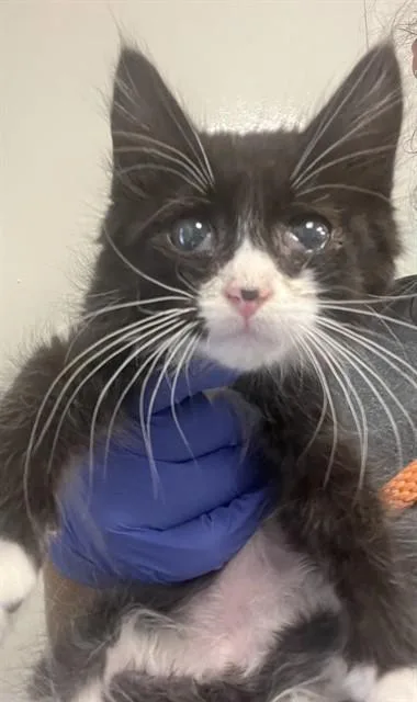 A baby small-sized male Domestic Short Hair cat named Dexter for adoption in Ontario, CA
