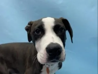 A baby large-sized male Labrador Retriever dog named Archie for adoption in Golden Valley, MN