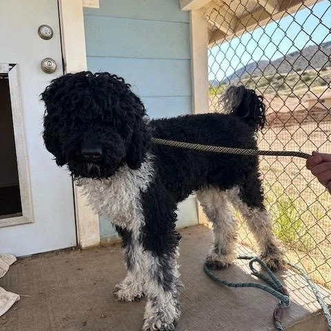 An adult large-sized female Black Standard Poodle dog named Versace for adoption in Agua Dulce, CA