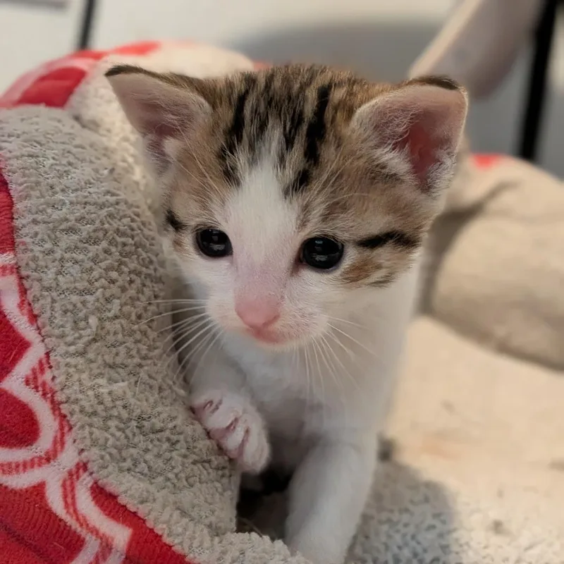A baby small-sized female Domestic Short Hair cat named Bumble for adoption in Pullman, WA