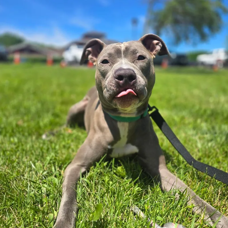 An adult medium-sized female Gray / Blue / Silver Mixed Breed dog named Nirvana for adoption in Fairport, NY