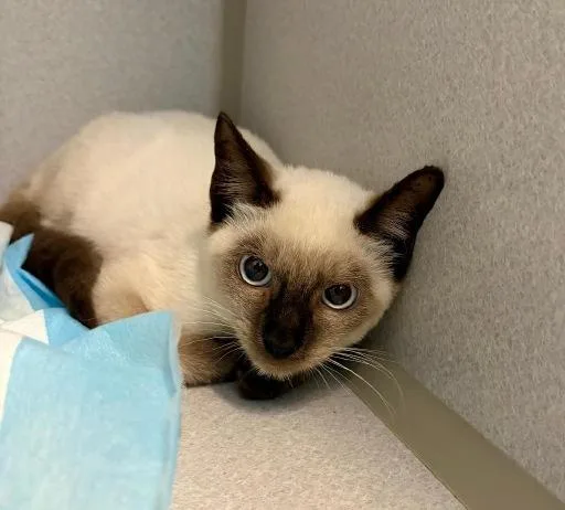 A baby medium-sized male Seal Point Siamese cat named Tom for adoption in Winter Haven, FL