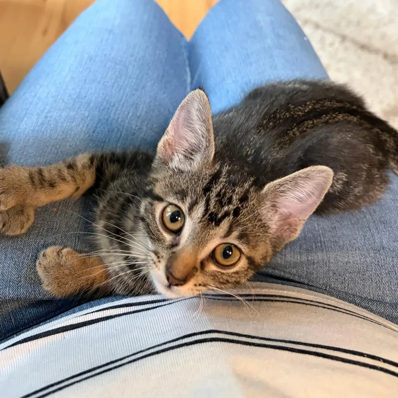 A baby small-sized female Brown / Chocolate Domestic Short Hair cat named Sassafras for adoption in Columbia, MO