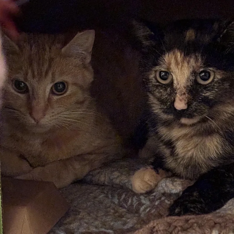 A young small-sized female Tabby (Brown / Chocolate) Domestic Short Hair cat named Clarissa for adoption in Pittsburgh, PA