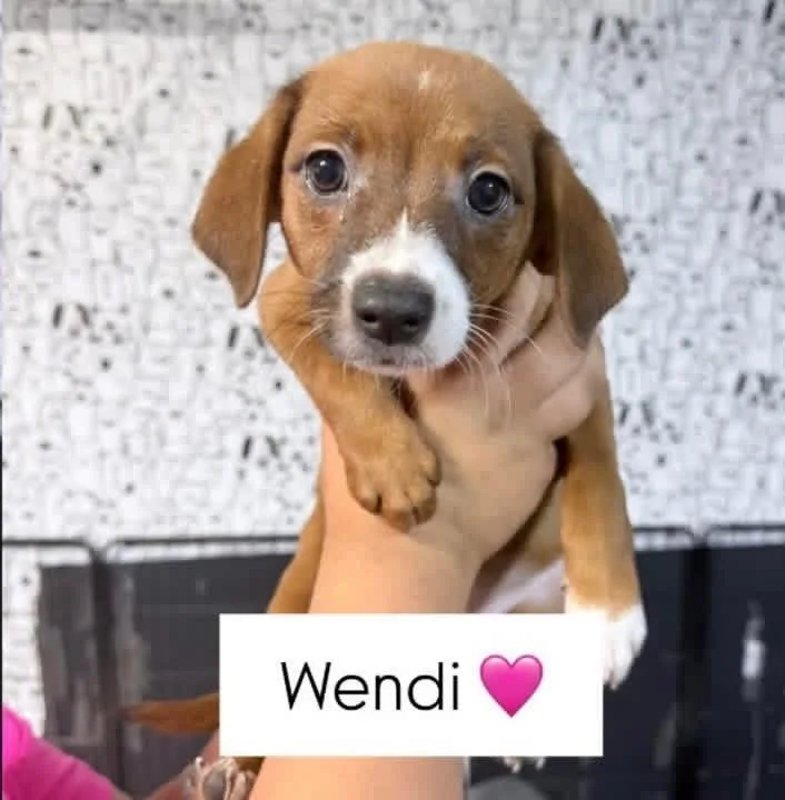 A baby medium-sized female Chiweenie dog named Wendi for adoption in Lutz, FL