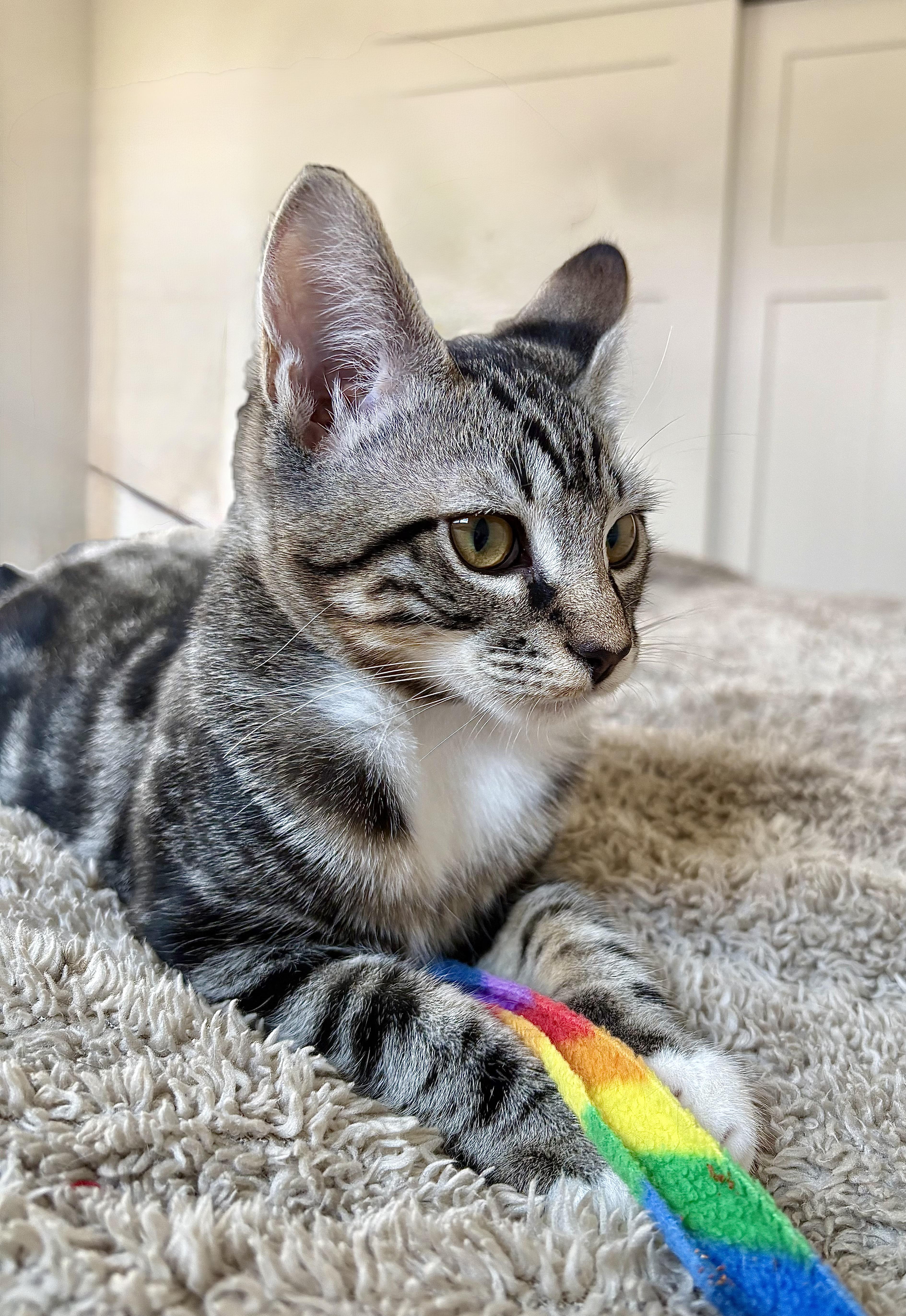 A baby medium-sized male Domestic Short Hair cat named Eddie md for adoption in Burlington, WA