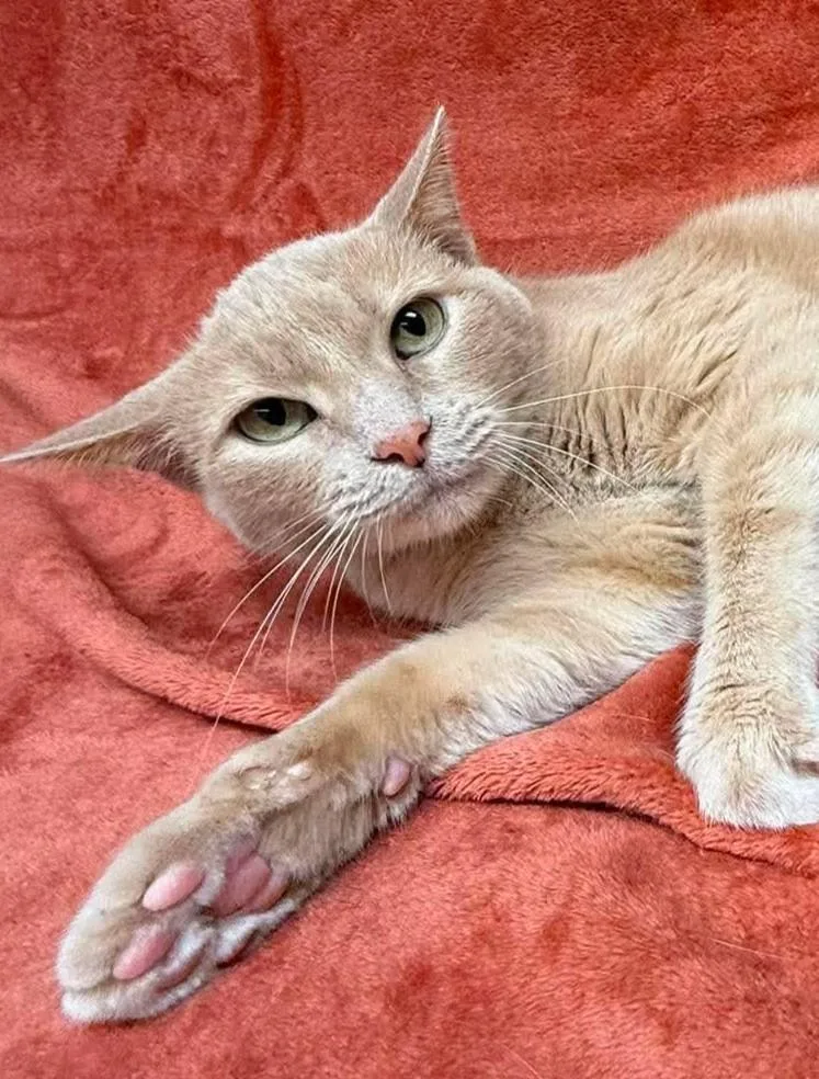 A senior medium-sized male Tabby (Orange / Red) Domestic Short Hair cat named Rowdy for adoption in Maryville, MO