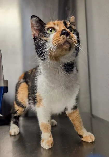 A young medium-sized female Domestic Short Hair cat named Noodles for adoption in Fresno, CA