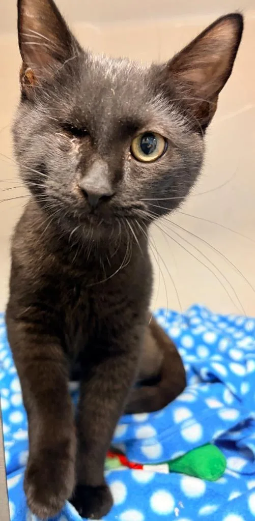 A baby medium-sized male Domestic Short Hair cat named Eyevan for adoption in Batesville, AR