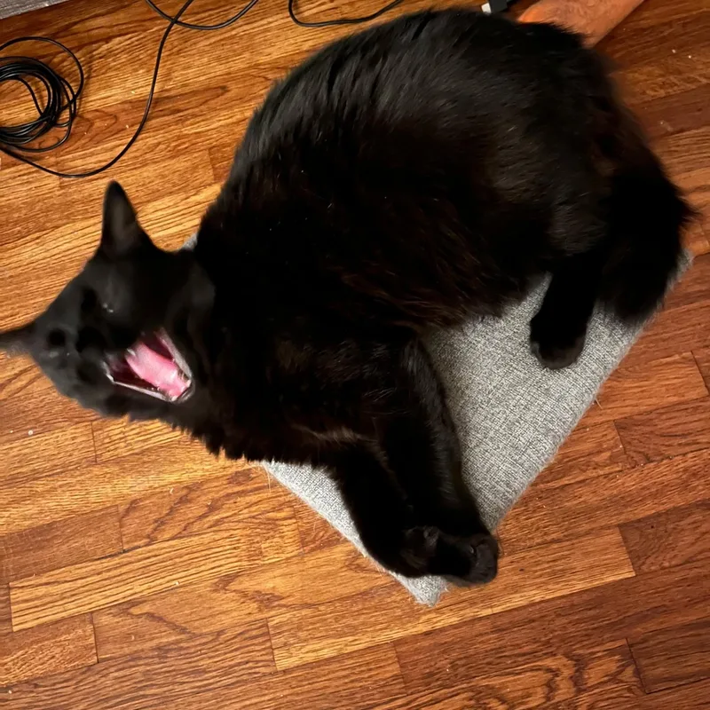 A young medium-sized female Black Bombay cat named Mouse for adoption in Mission Viejo, CA