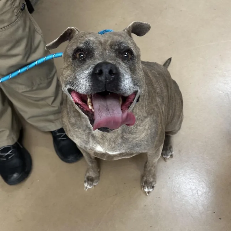 A senior large-sized female Brindle Mixed Breed dog named Jasmine for adoption in Gadsden, AL