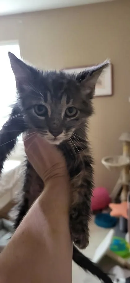A baby small-sized male Domestic Short Hair cat named Dwight for adoption in Fort Worth, TX