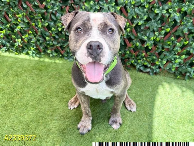 A young medium-sized male Mixed Breed dog named Andy for adoption in West Palm Beach, FL
