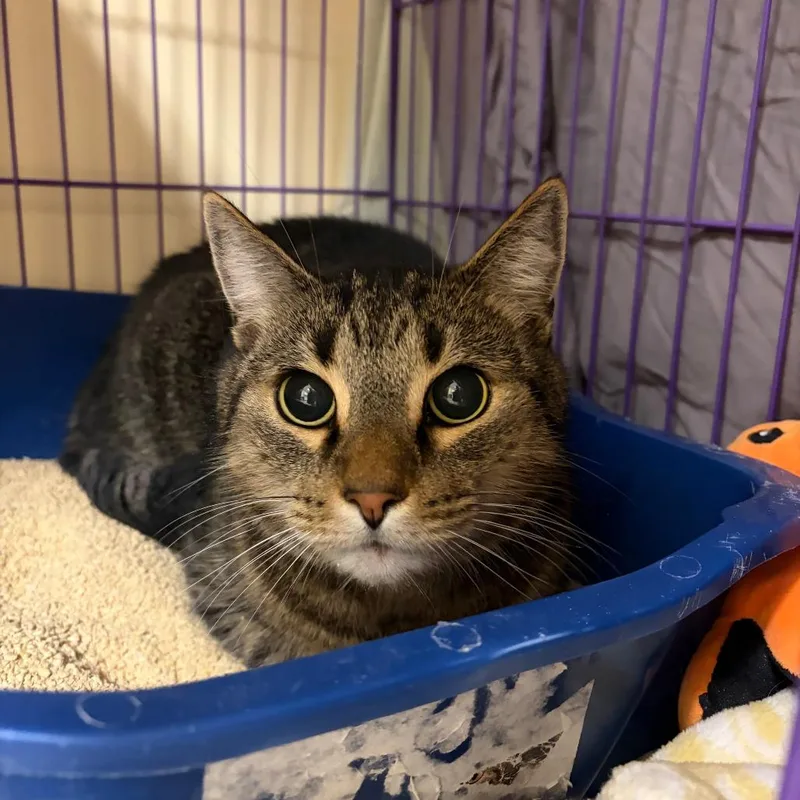 A senior large-sized male Black Domestic Short Hair cat named Max for adoption in Bedford, NH