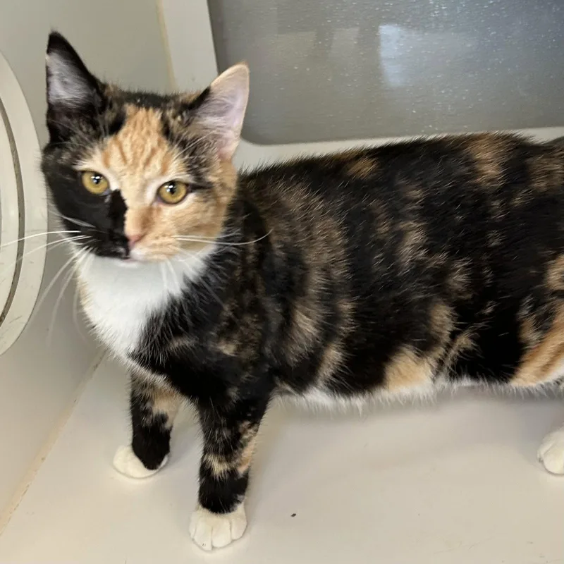 A baby small-sized female Calico cat named Pallet for adoption in Norwood, OH