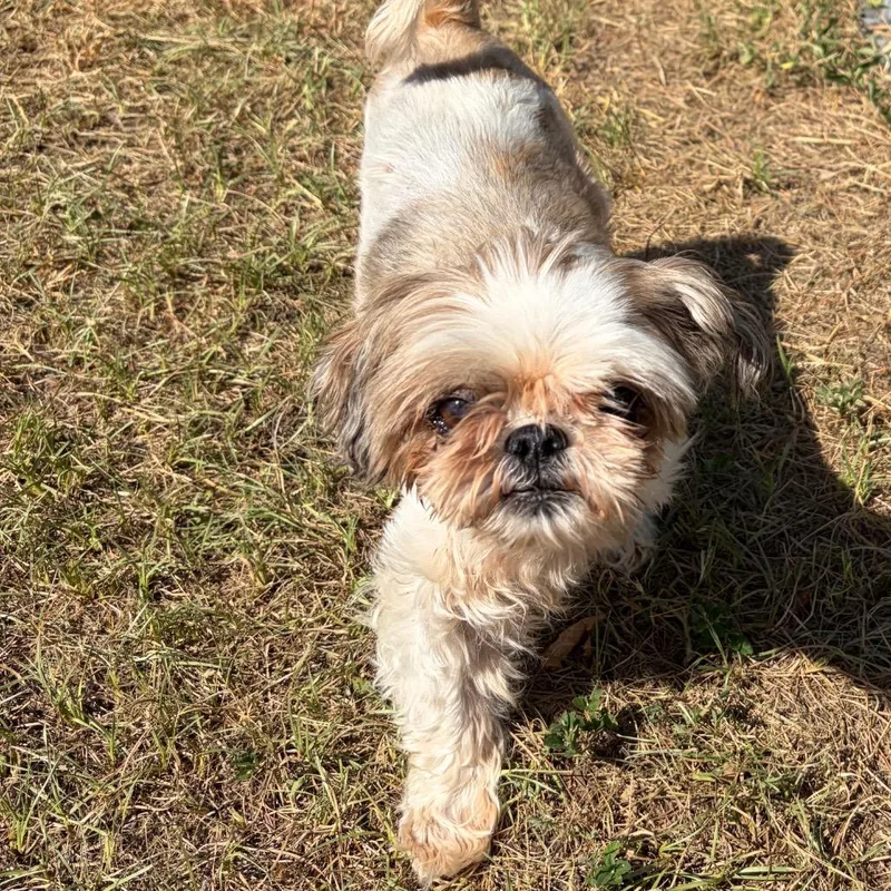 A senior small-sized female White / Cream Shih Tzu dog named Lizzie McGuire for adoption in Houston, TX