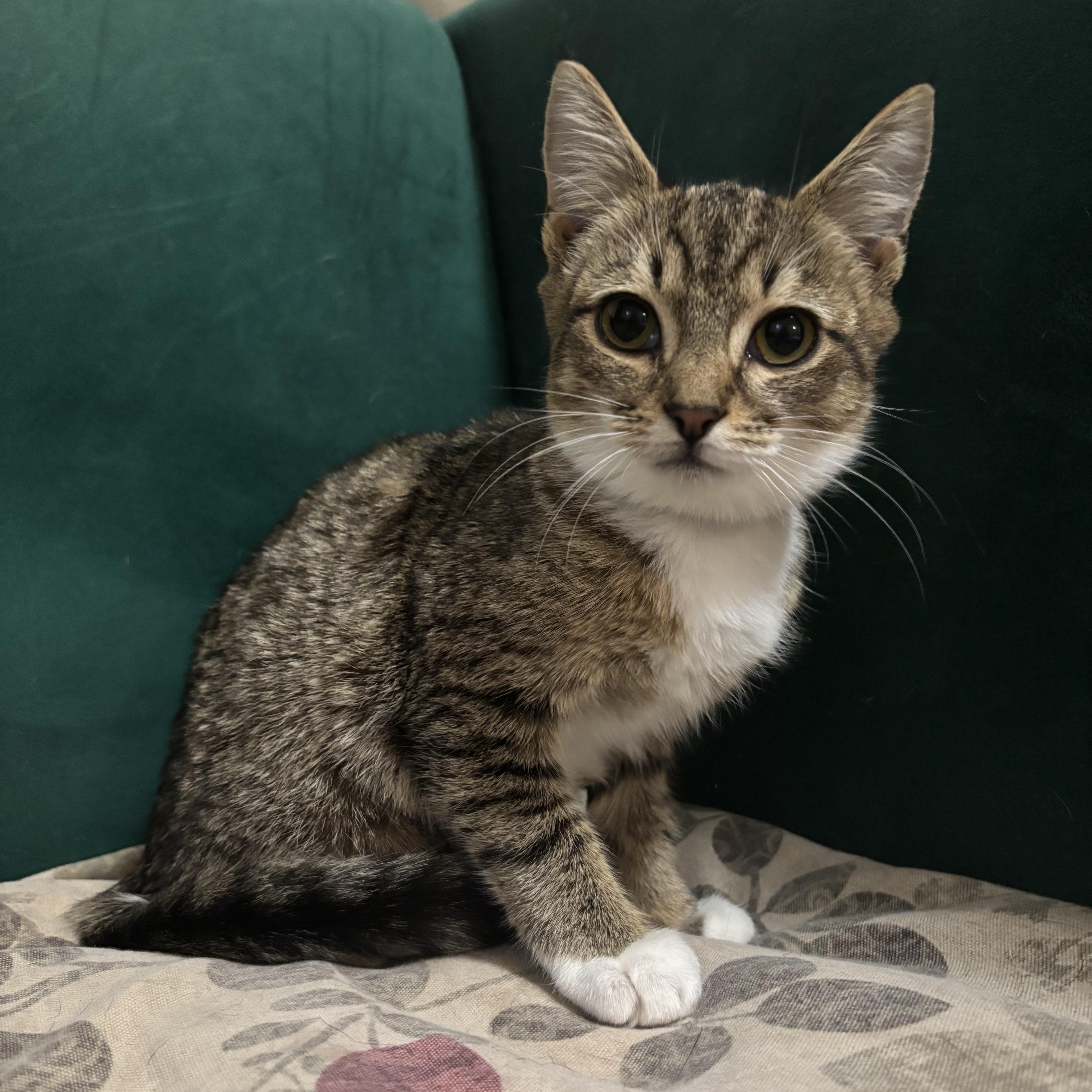 A baby small-sized female Tabby (Gray / Blue / Silver) Domestic Short Hair cat named Subway for adoption in Richmond, VA